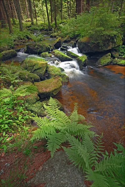 Brook with fern — Stock Photo, Image