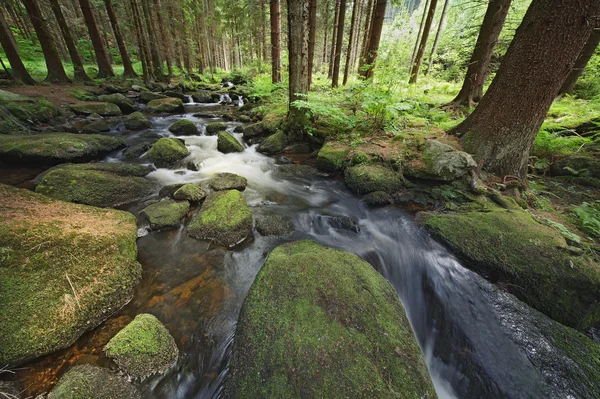 Forest brook — Stock Photo, Image