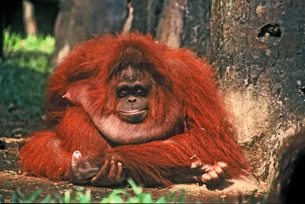 Orangutan kobieta — Zdjęcie stockowe