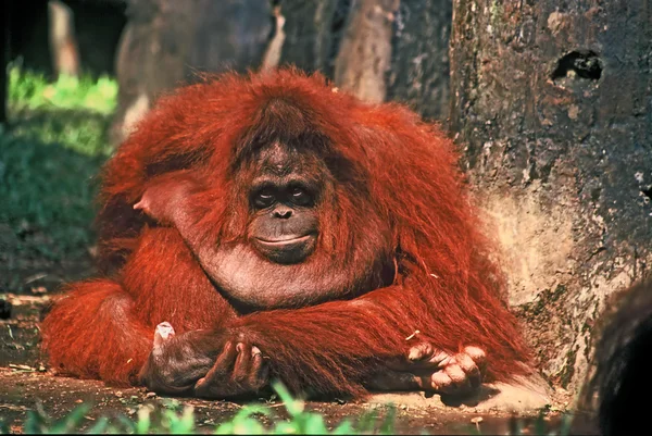 Orang-oetan vrouw Stockafbeelding