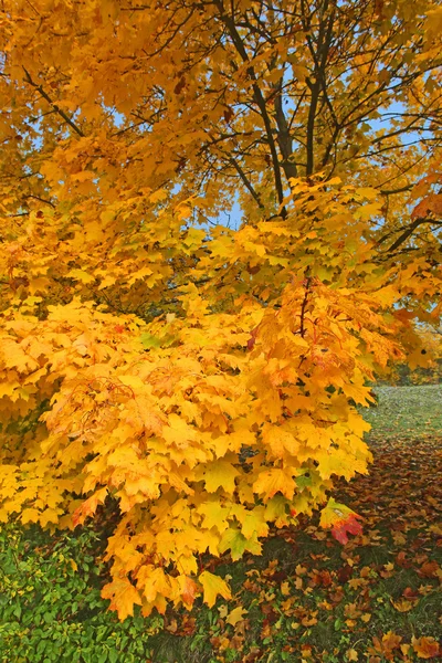 Sunny autumn — Stock Photo, Image