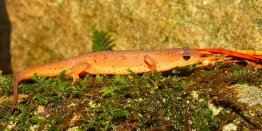Doğu Newt (Notophthalmus viridescens)