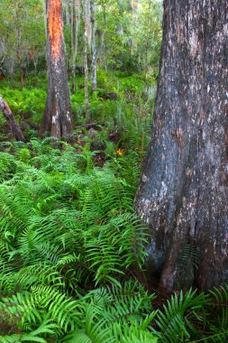 Ferns Florida