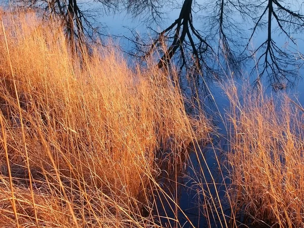 Водно-болотних угідь фону — стокове фото