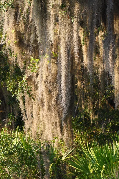 Španělský mech (Tillandsia usneoides) — Stock fotografie