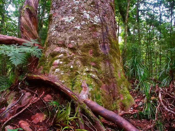 kauri ağaç - orman waipoua
