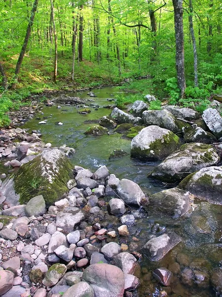 Zone naturelle de Baxters Hollow State — Photo