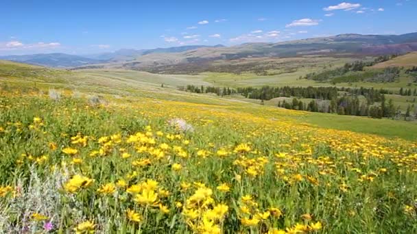Blommor av yellowstone national park — Stockvideo