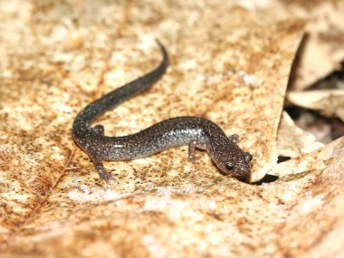 Redback semender (plethodon cinereus'tan)