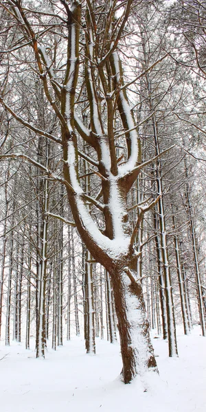 Neuschnee in Illinois — Stockfoto