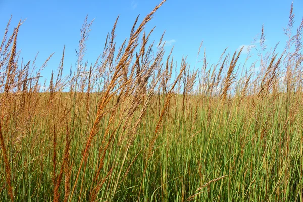 Nachusa gyepek - illinois — Stock Fotó