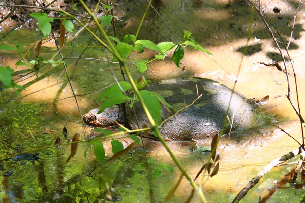 Yapışma kaplumbağa (Chelydra serpentina) — Stok fotoğraf