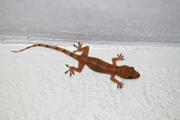 House Gecko (Hemidactylus frenatus)