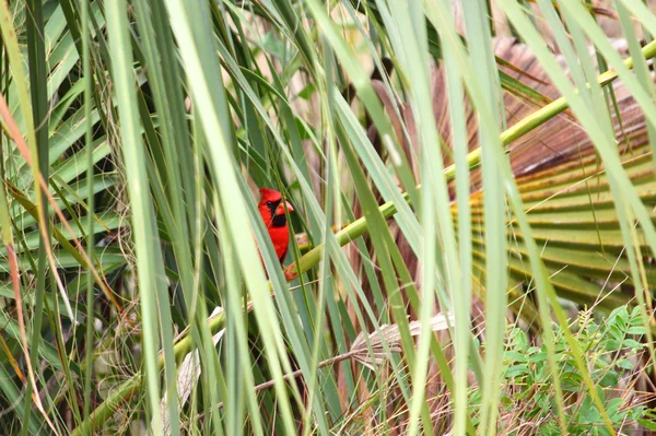 Nördlicher Kardinal (cardinalis cardinalis)) — Stockfoto