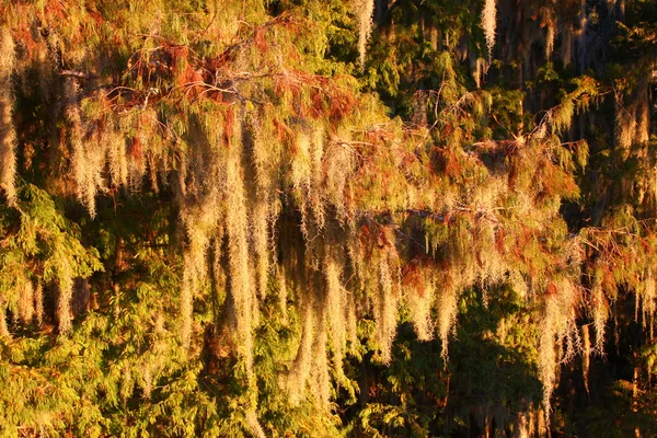 Spansk mossa (Tillandsia usneoides) — Stockfoto