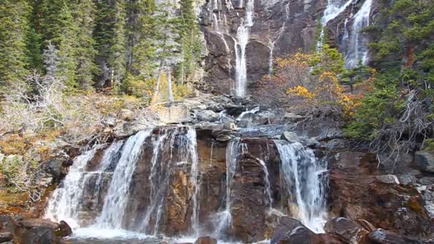 Tangle Falls Parc national Jasper — Video