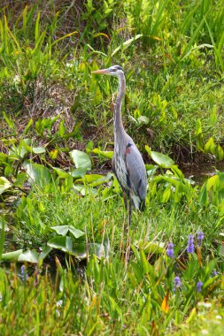Büyük Mavi Balıkçıl (ardea herodias)