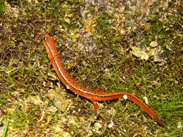 Южная двухрядная саламандра (Eurycea cirrigera) ) — стоковое фото