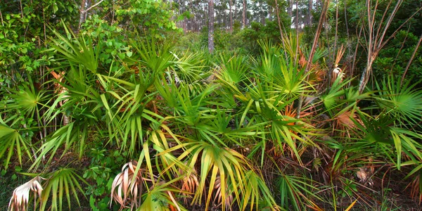 Sotobosque Palmetto - everglades — Foto de Stock