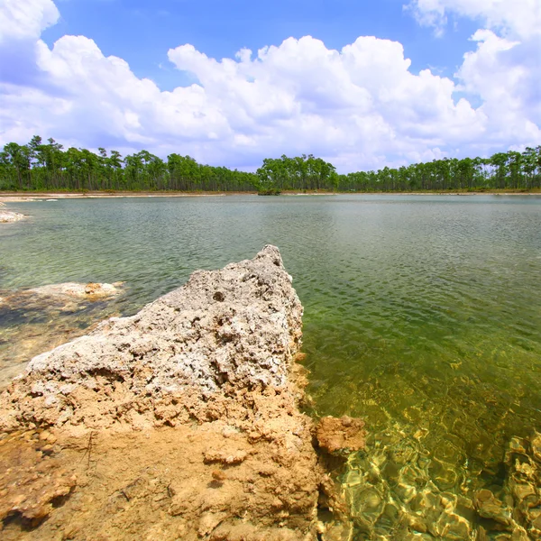 Everglades Nemzeti park, Amerikai Egyesült Államok — Stock Fotó