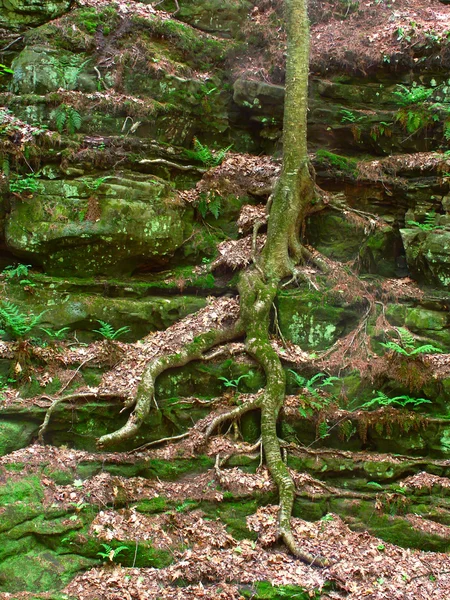Vegetace na stěny kaňonu — Stock fotografie