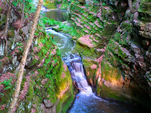 Ninho de passarinhos - wisconsin dells — Fotografia de Stock