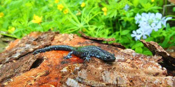 Salamandra maculata di blu (Ambystoma laterale ) — Foto Stock