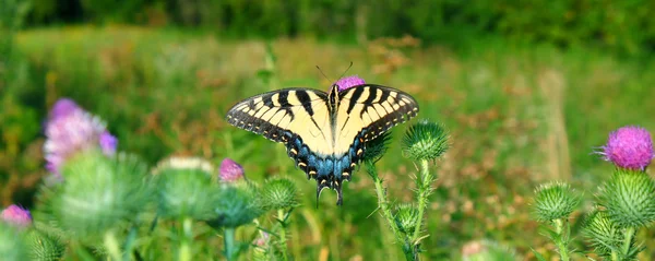 Tiger swallowtail i illinois — Stockfoto