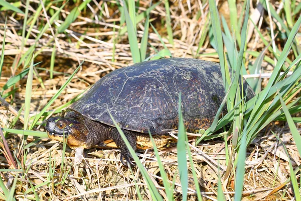 Blandings Turtle (Emydoidea blandingii) — Stok Foto