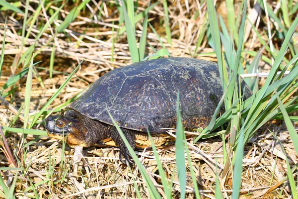 Blandings Tortuga (Emydoidea blandingii ) —  Fotos de Stock