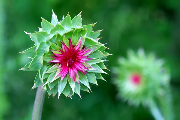 Mysk Thistle (Krustistel nutans) Wisconsin — Stockfoto