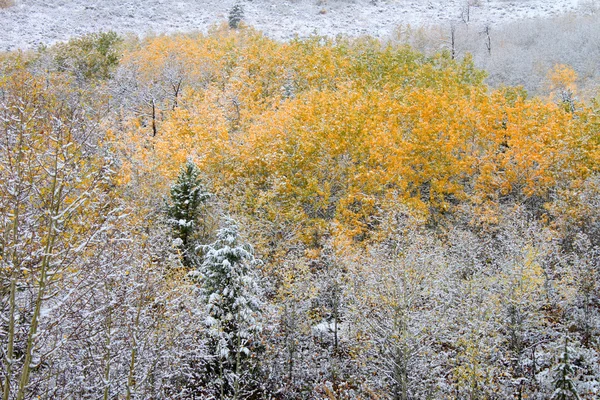 Bosque Nacional Bridger Teton — Foto de Stock