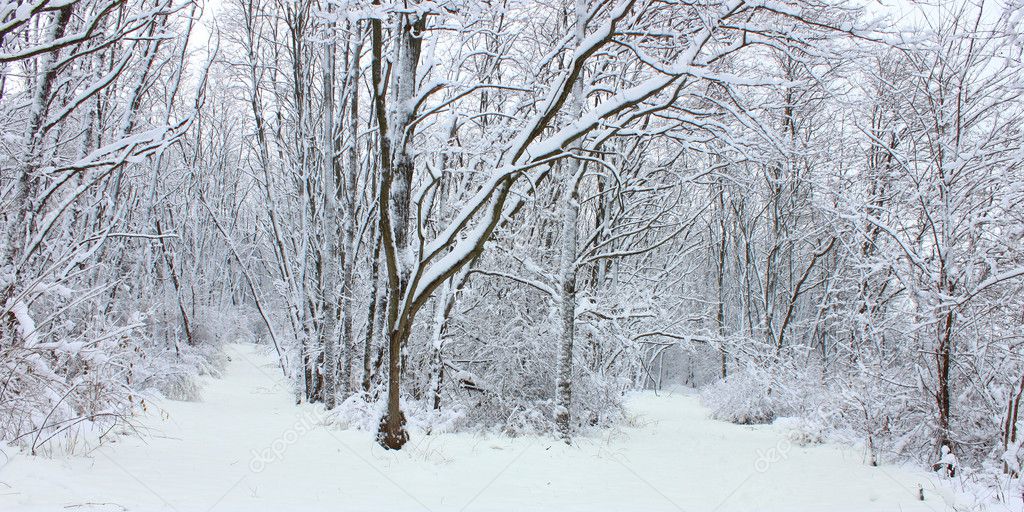 Winter Wonderland Northern Illinois