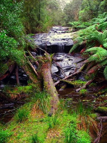 Chute d'eau du parc national Great Otway — Photo