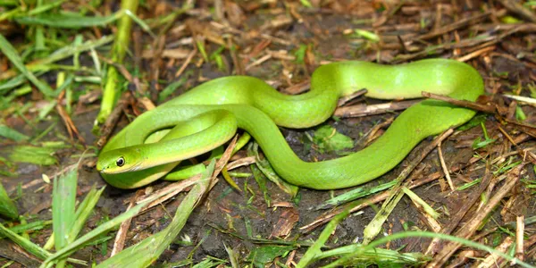 Smooth Green Snake (Opheodrys vernalis) — Stock Photo, Image