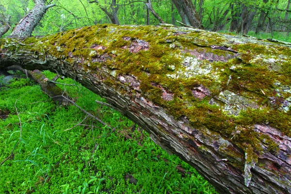 Grönskande illinois skogen undervegetationen — Stockfoto