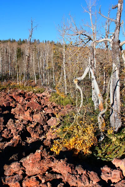 Dixie National Forest láva mező — Stock Fotó