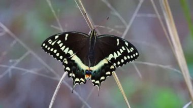Palamedes Swallowtail (Papilio palamedes)