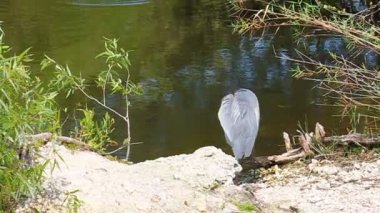 Büyük Mavi Balıkçıl (ardea herodias)