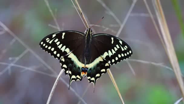 Ласточкино гнездо (Papilio palamedes) ) — стоковое видео