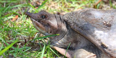 Florida kaplumbağası (Apalone ferox)
