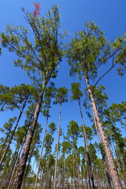 Pine Flatwoods - Florida clipart