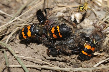 Burying Beetles (Nicrophorus orbicollis) clipart