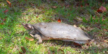 Florida kaplumbağası (Apalone ferox)