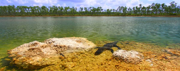 Cocodrilo americano (alligator mississippiensis) — Foto de Stock