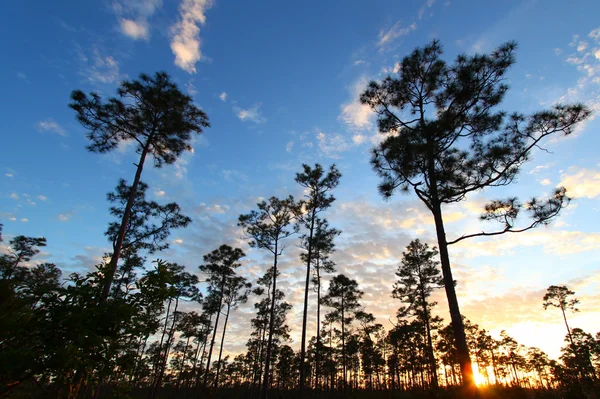 Everglades skog sunset — Stockfoto