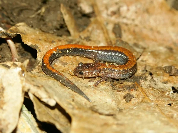 Саламандра redback (plethodon cinereus) — стокове фото