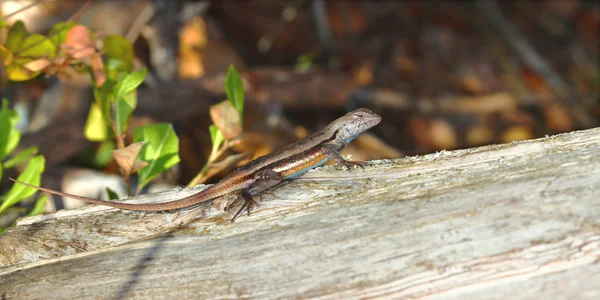 Florida Scrub Lizard (Sceloporus woodi) — Stock Photo, Image