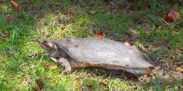 Żółwiak drapieżny (Apalone ferox) — Zdjęcie stockowe