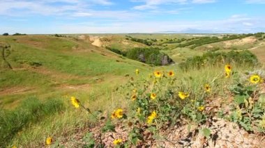 kır çiçekleri badlands Ulusal Parkı